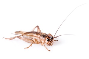 Crickets for Sale