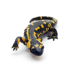 Salamanders for Sale