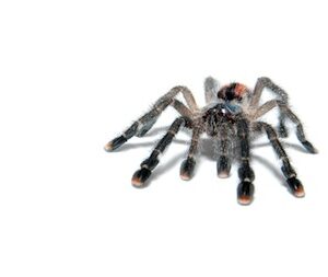 Tarantulas for Sale