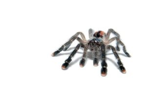 Tarantulas for Sale