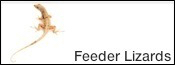 Feeder Lizards