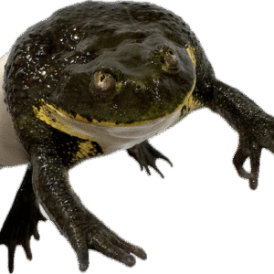Chilean Wide Mouthed Toad for Sale