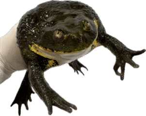 Chilean Wide Mouthed Toad for Sale