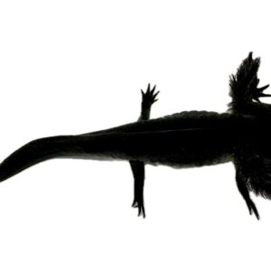 Melanoid Axolotl