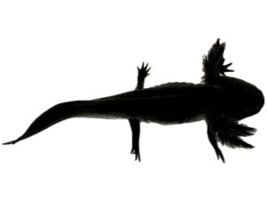 Melanoid Axolotl