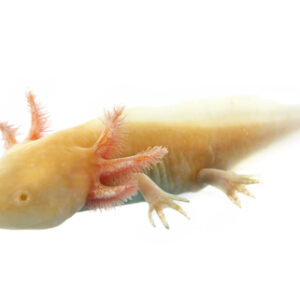 Axolotl