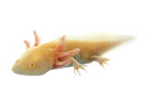 Axolotl
