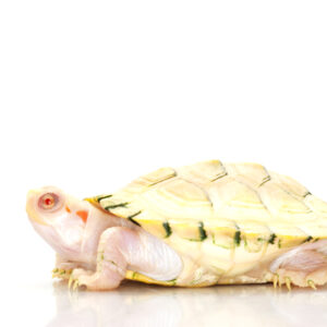 Albino Red Eared Slider Turtle