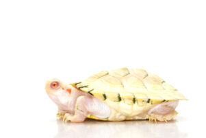 Albino Red Eared Slider Turtle