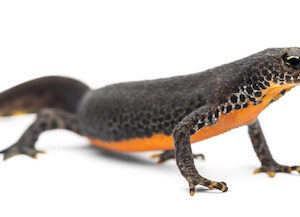 Alpine Newt for Sale