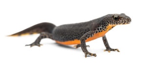 Alpine Newt for Sale