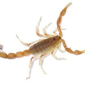 Dictator Scorpion for Sale