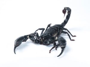 Asian Forest Scorpion for Sale