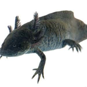 Axolotl for Sale