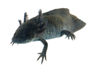 Axolotl for Sale
