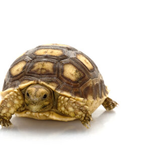 Russian Tortoise for Sale