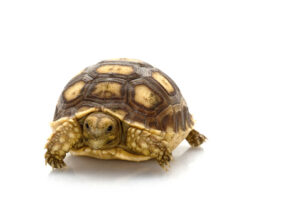 Russian Tortoise for Sale