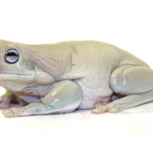 Blue Eyed Whites Tree Frog for Sale