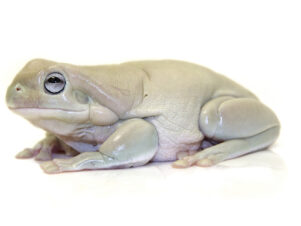 Blue Eyed Whites Tree Frog for Sale