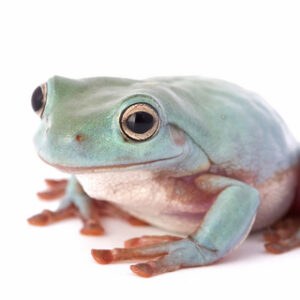Blue White's Tree Frog for Sale