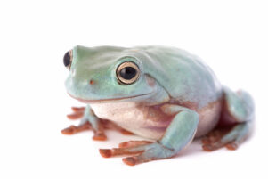 Blue White's Tree Frog for Sale