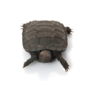 Burmese Mountain Tortoise for Sale