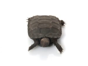 Burmese Mountain Tortoise for Sale