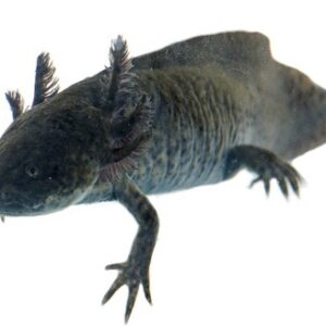 Axolotl