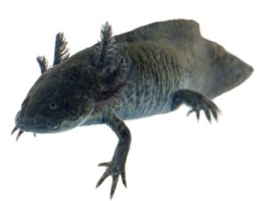 Axolotl