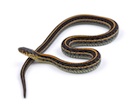 Garter Snakes for Sale