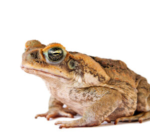 Colorado River Toad for Sale