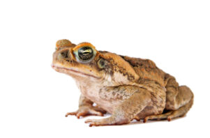 Colorado River Toad for Sale