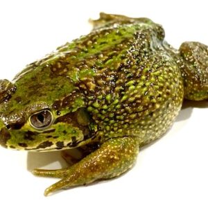 Amazon Milk Frog