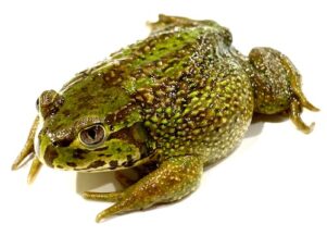 Amazon Milk Frog