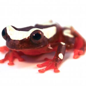 Clown Tree Frog for Sale