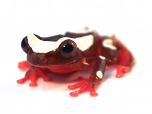 Clown Tree Frog for Sale