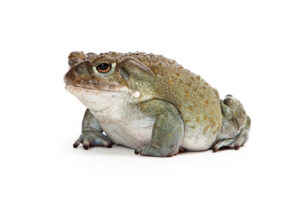 Colorado River Toad
