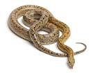 Corn Snakes for Sale