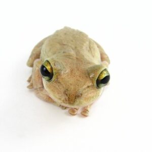 Cuban Tree Frog for Sale