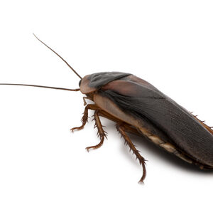 Dubia Roaches for Sale