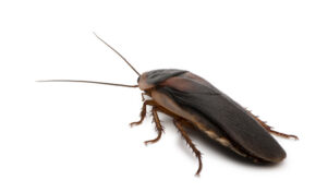 Dubia Roaches for Sale