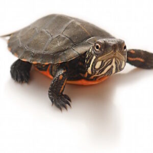 Eastern Painted Turtle