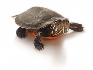 Eastern Painted Turtle