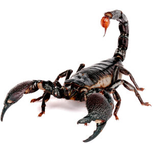 Emperor Scorpion