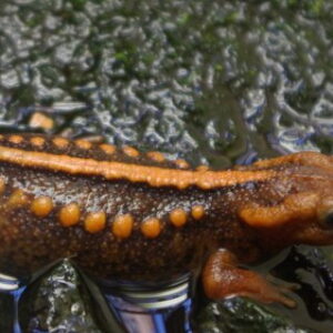 Emporer Newt for Sale