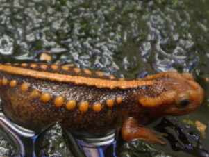 Emporer Newt for Sale