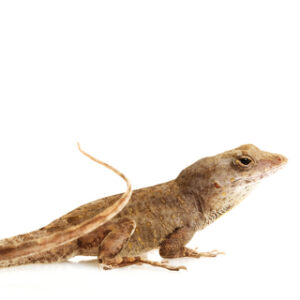 Feeder Anoles