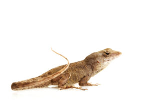 Feeder Anoles