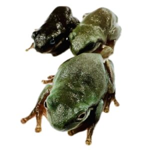 Live Feeder Frogs