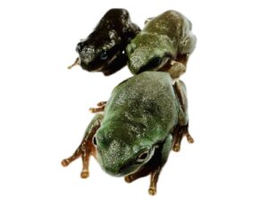 Live Feeder Frogs